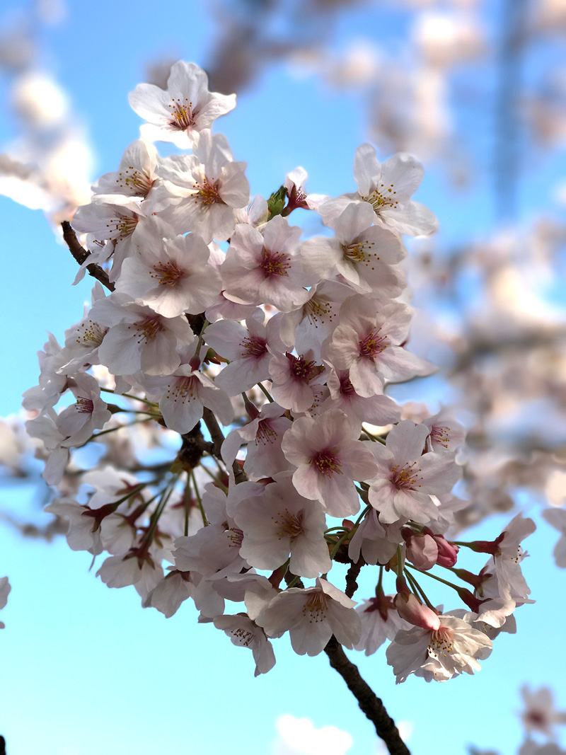 Sakura20170407_2