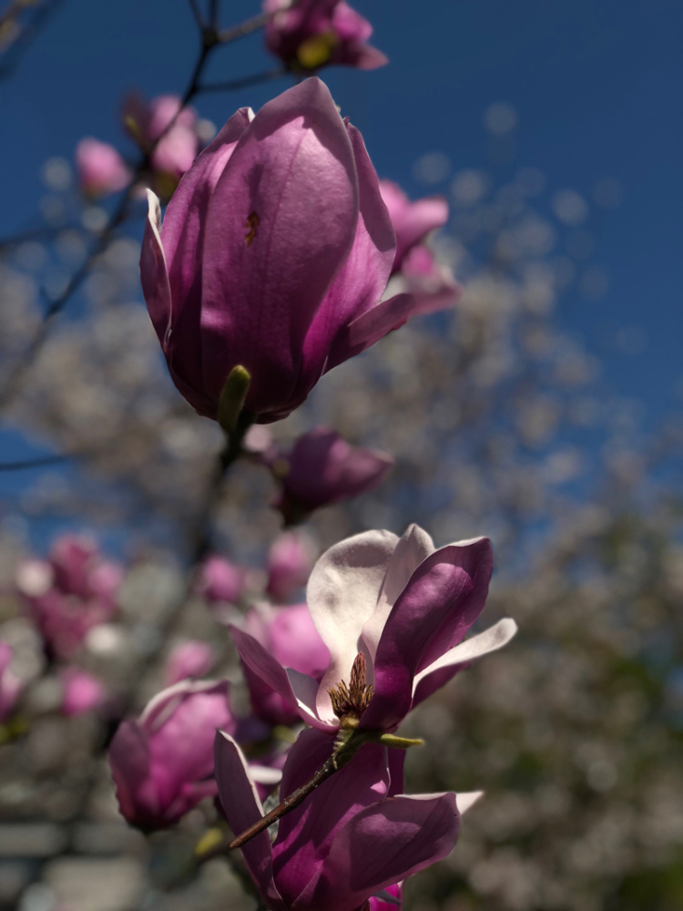 Sakura2018_5