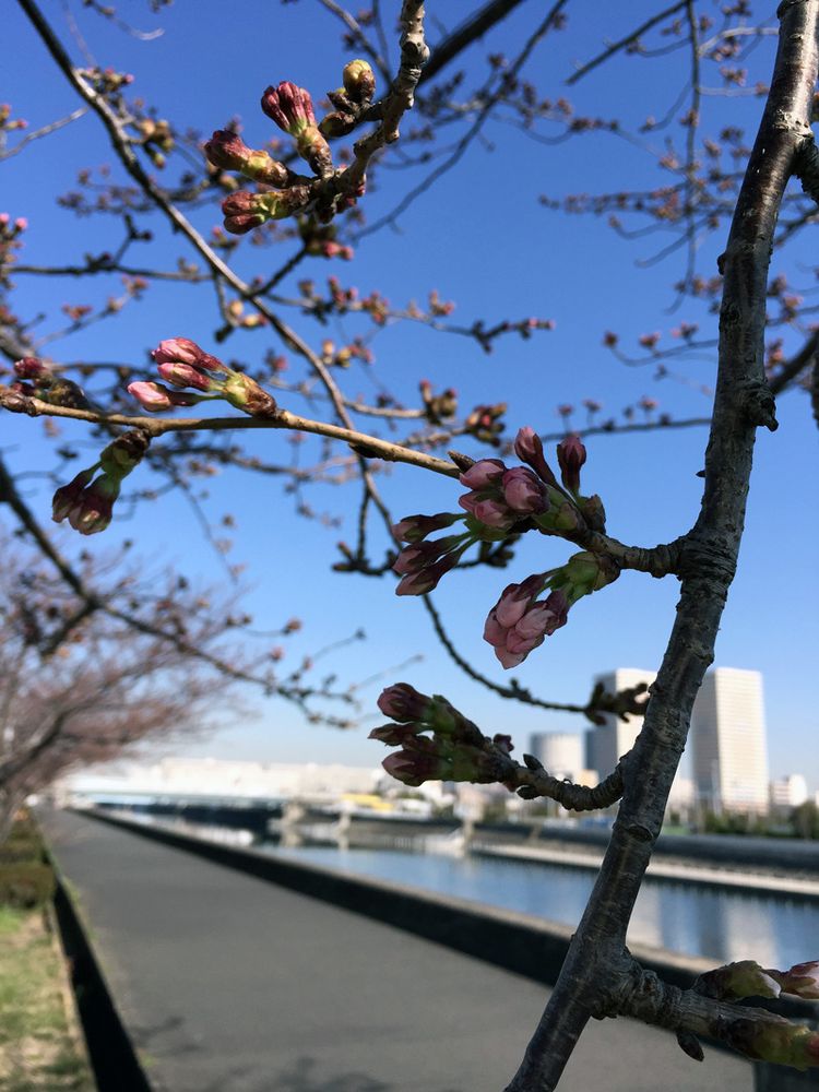 Sakura20150327_1