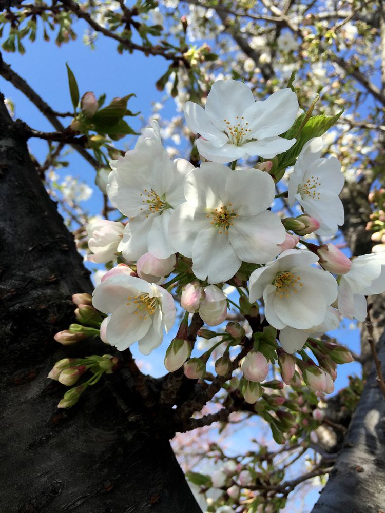 Sakura20150329_2