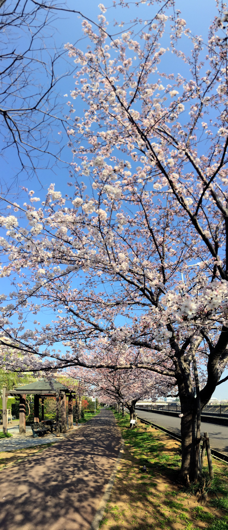 Sakura20150331_1