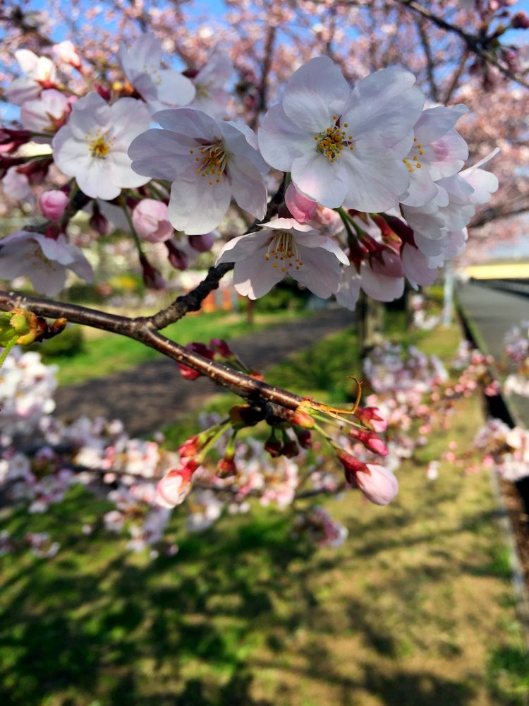 Sakura20150331_3