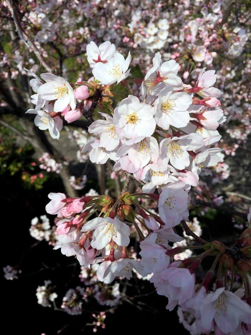 Sakura20150331_2