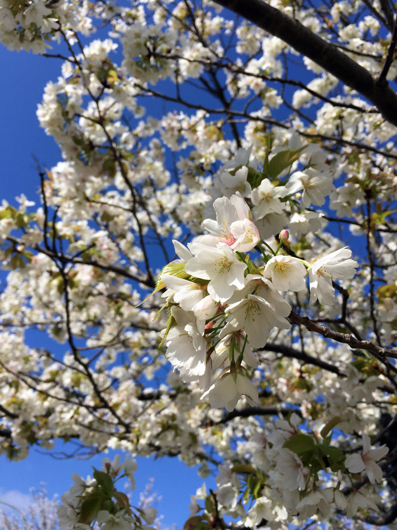 Sakura20150402_4