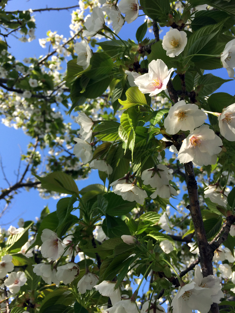 Sakura20150402_1