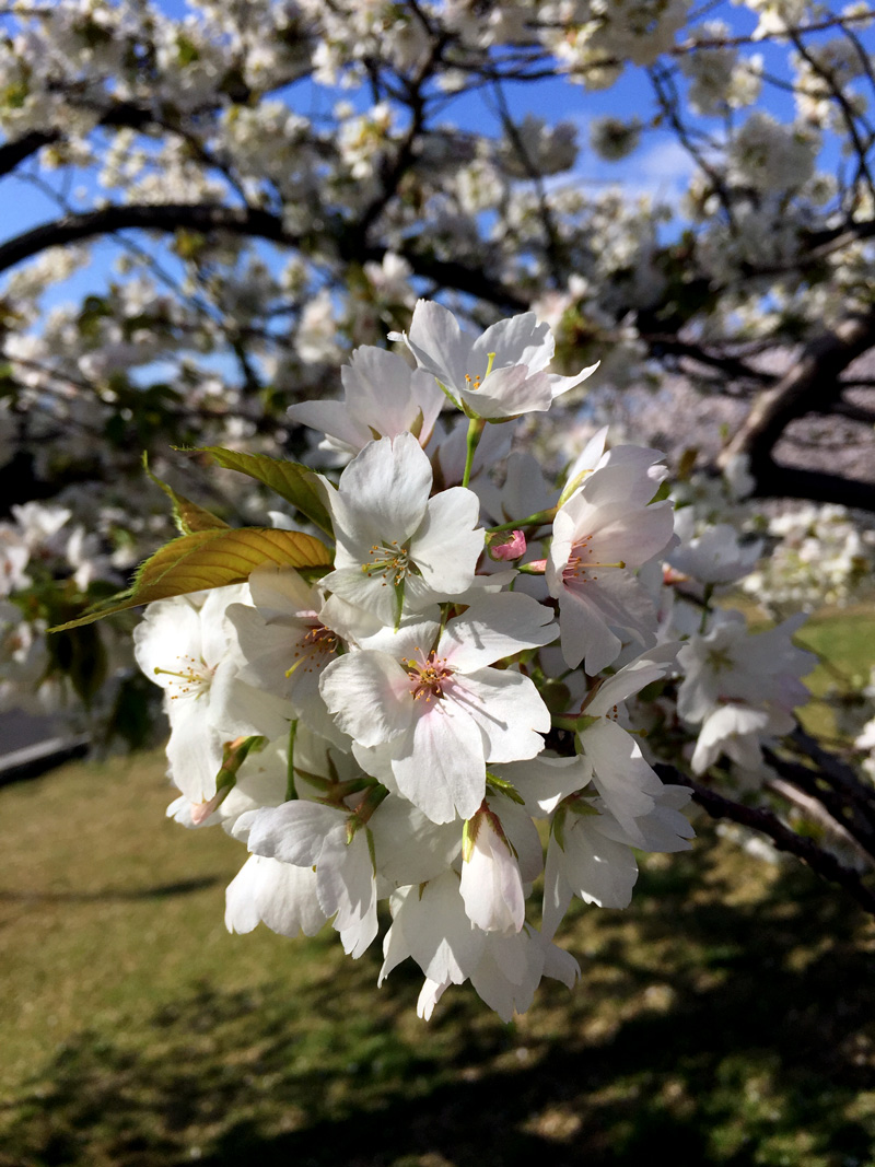 Sakura20150402_3