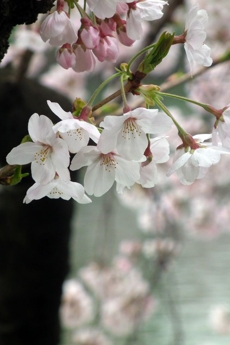 Hanami201604_5