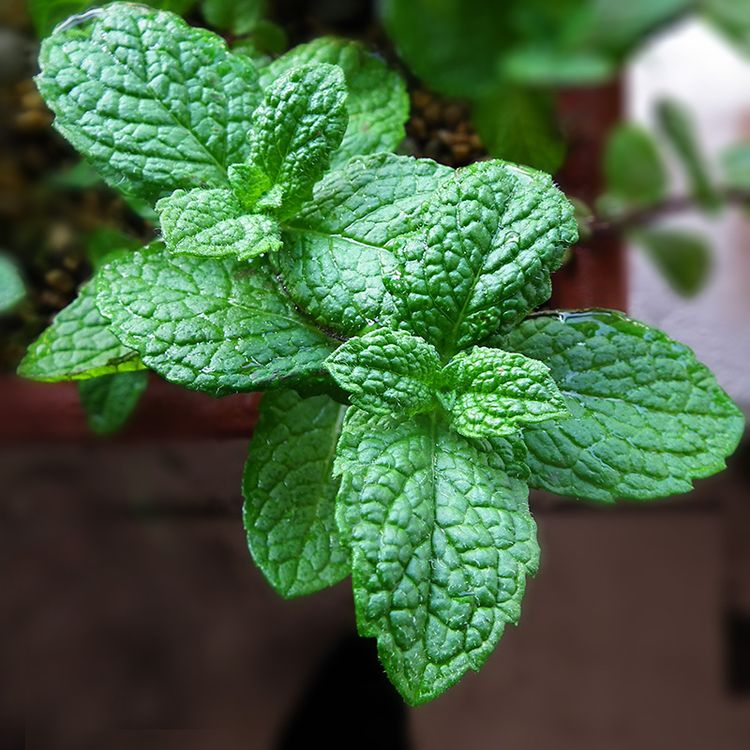 Mint201604_1