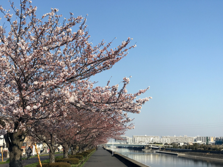 Sakura20170404_1