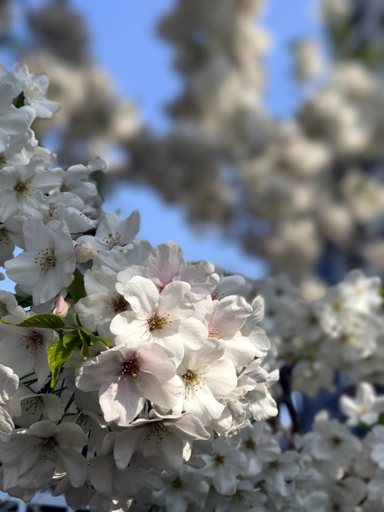 Sakura20170405_3