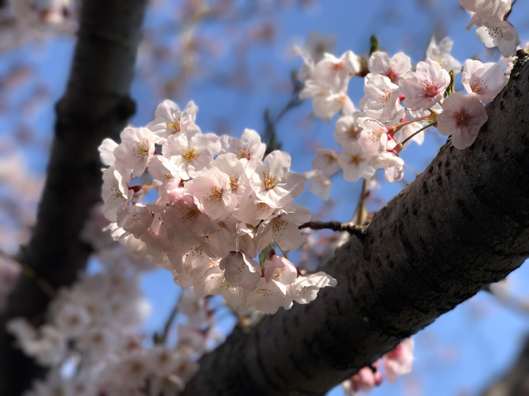 Sakura20170406_2