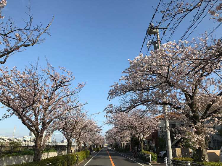 Sakura20170407_1