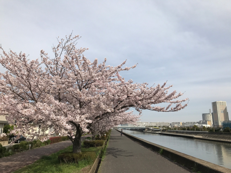 Sakura20170410_1