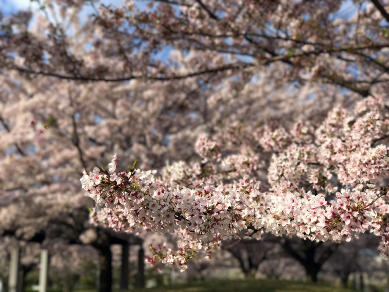 Sakura20170414_1