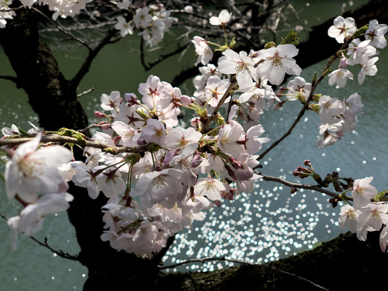 Sakura2018_1