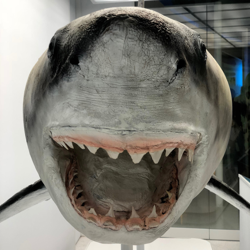 Shark2018_2