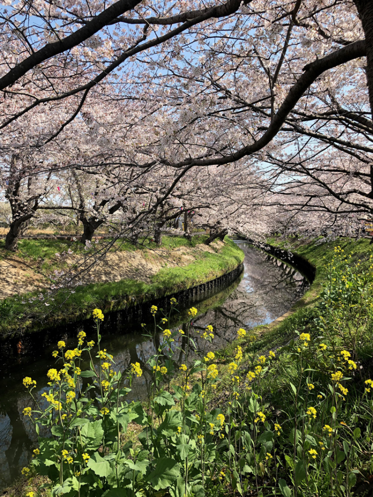 Takajoubashi201904_5