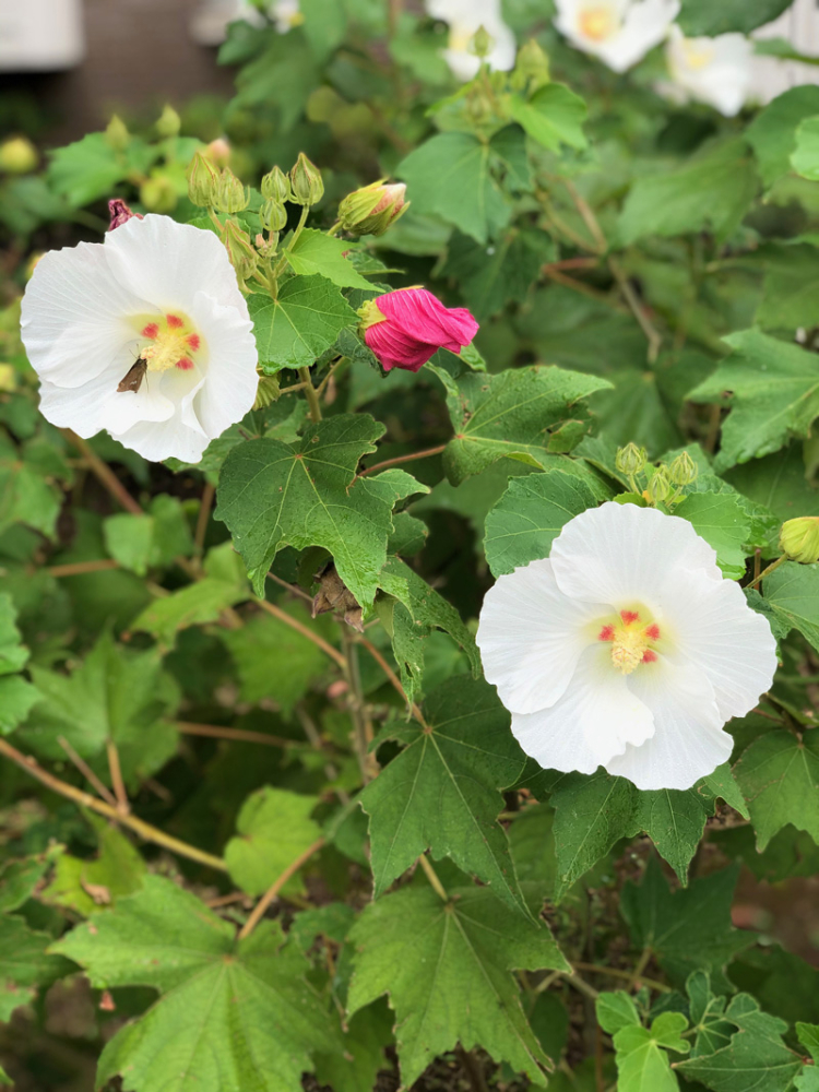 Casa De Borinquen 酔芙蓉という名の不思議な花の謎が解けた朝