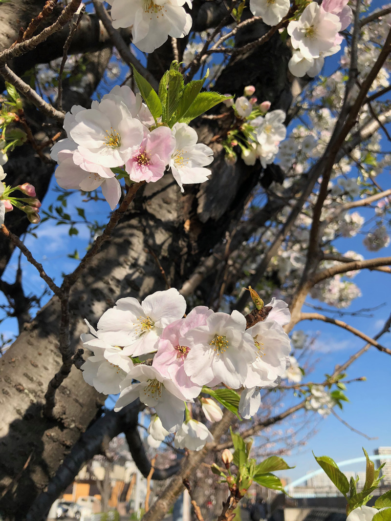 Sakura2019_002