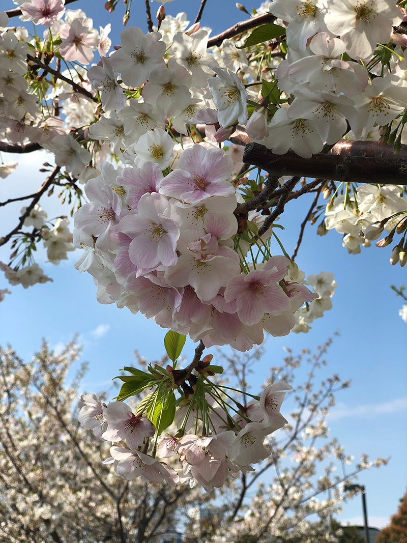 Sakura2019_001