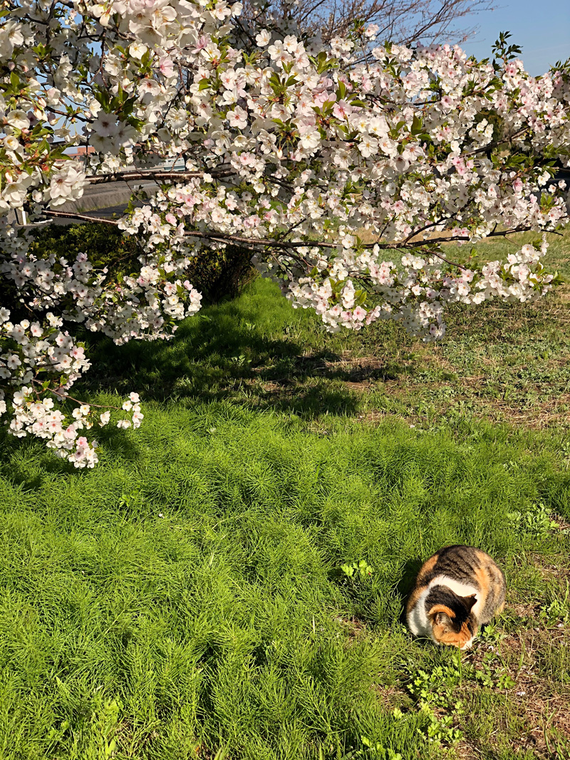 Sakura20200324_2