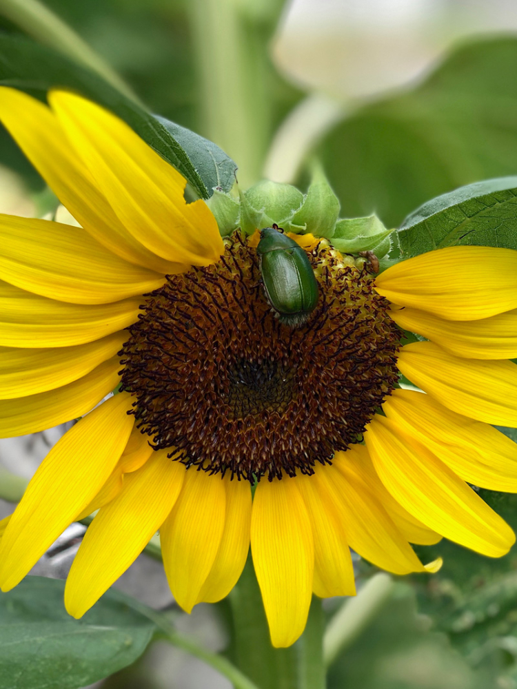 Sunflower20200824