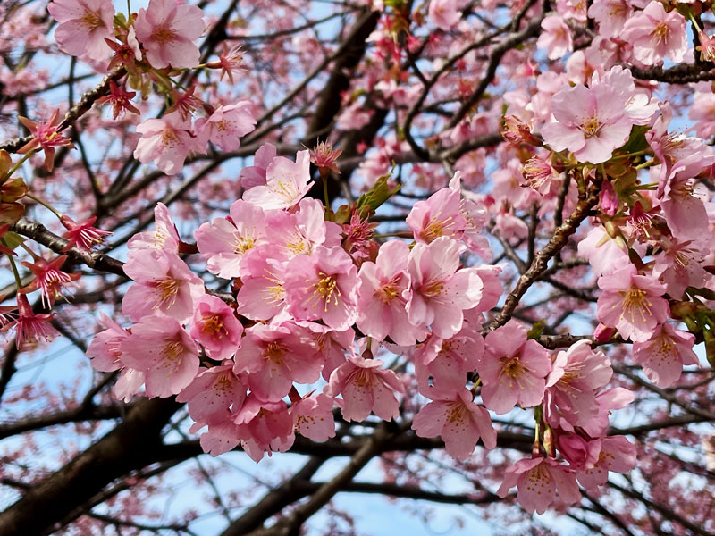 Sakura20210306