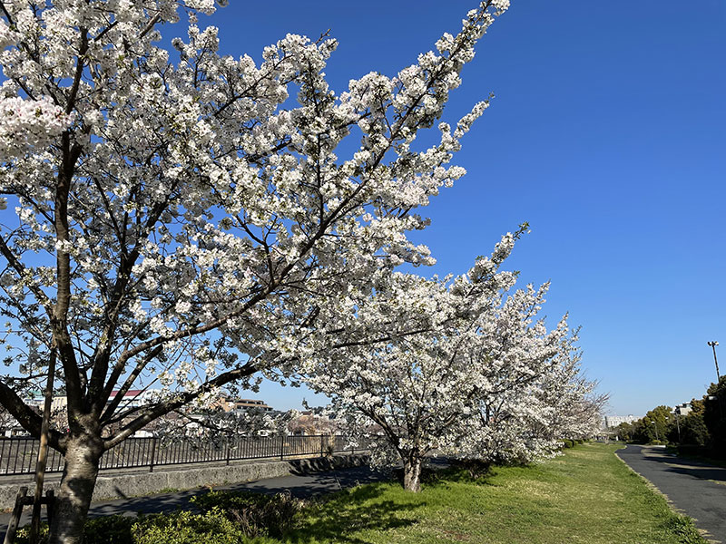 Sakura20210324_2