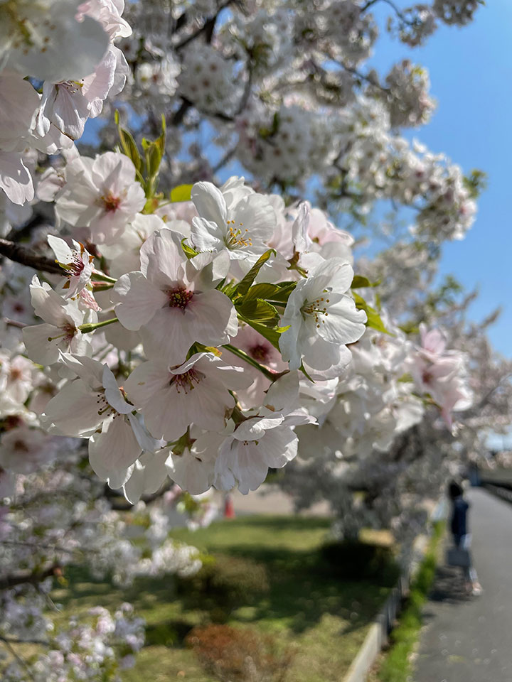 Sakura20210327_1